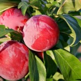 Аутумн Гигант_0x160 Наш сад